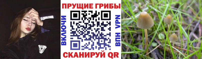 Псилоцибиновые грибы GOLDEN TEACHER  Дивногорск 
